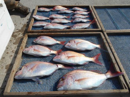 大進丸（愛知） 釣果