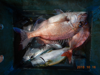 作十丸 釣果