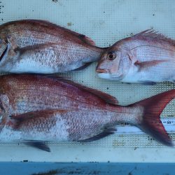 はらまる 釣果