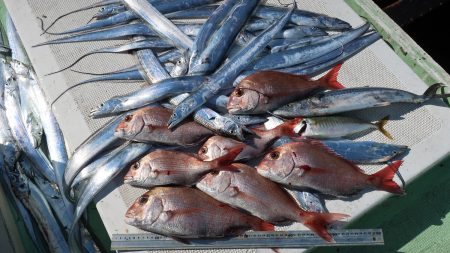 はらまる 釣果