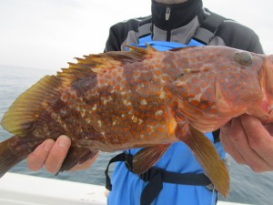 兼六丸 釣果