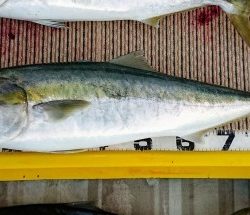 火遠理丸（ほおりまる） 釣果