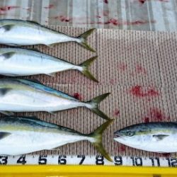 火遠理丸（ほおりまる） 釣果