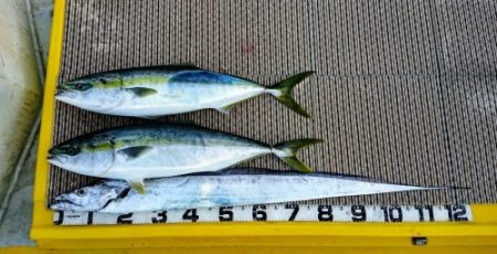 火遠理丸（ほおりまる） 釣果