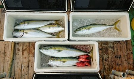 火遠理丸（ほおりまる） 釣果