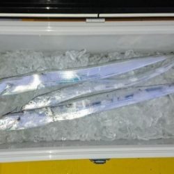 火遠理丸（ほおりまる） 釣果