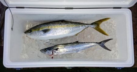 火遠理丸（ほおりまる） 釣果