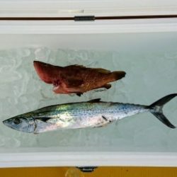 火遠理丸（ほおりまる） 釣果