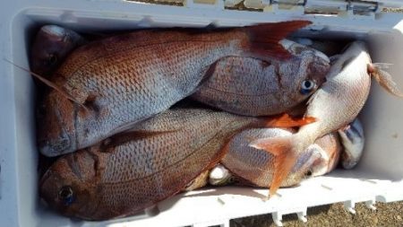 海峰 釣果