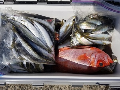 しまや丸 釣果