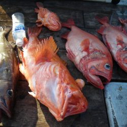 小海途 釣果