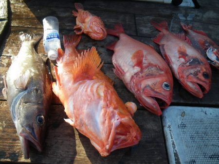 小海途 釣果