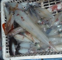 松福丸 釣果