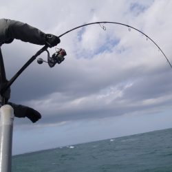 松鶴丸 釣果