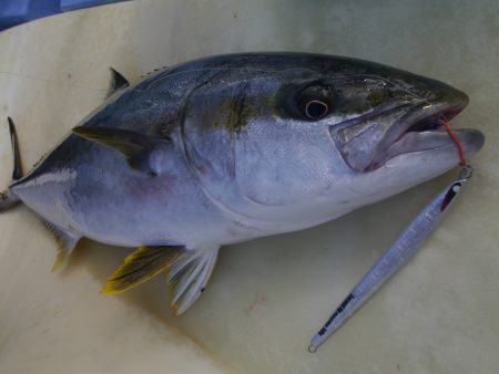 松鶴丸 釣果