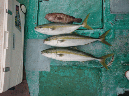 清和丸 釣果