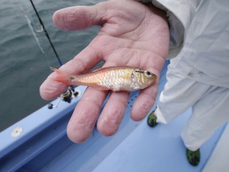 松鶴丸 釣果