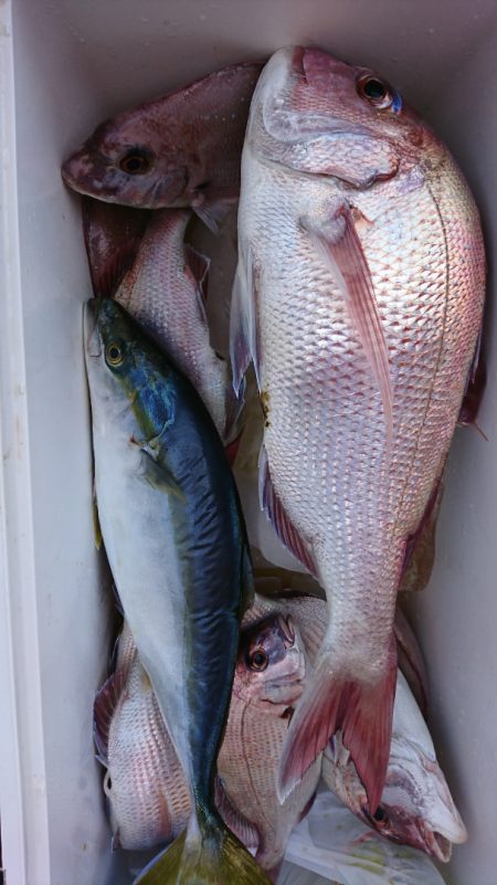 新幸丸 釣果