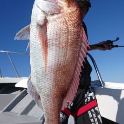 だて丸 釣果