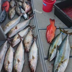 海皇丸 釣果