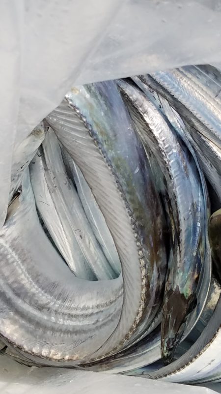 みやけ丸 釣果