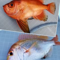 アマテラス 釣果