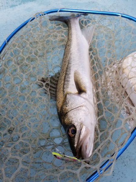 アマテラス 釣果