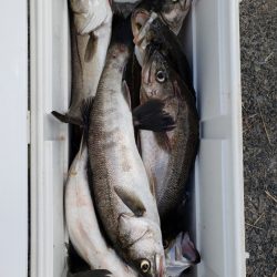 海龍丸（島根） 釣果