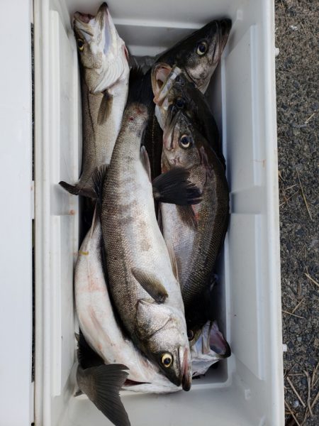 海龍丸（島根） 釣果