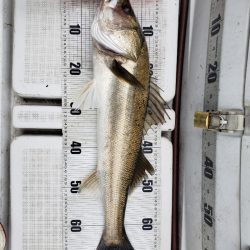 海龍丸（島根） 釣果