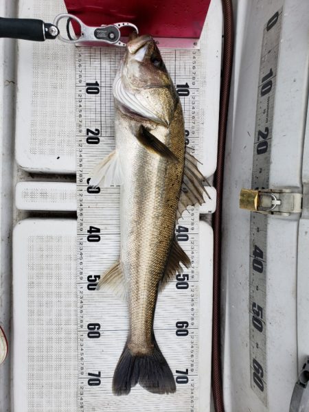 海龍丸（島根） 釣果