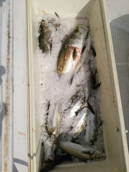 bay style 釣果