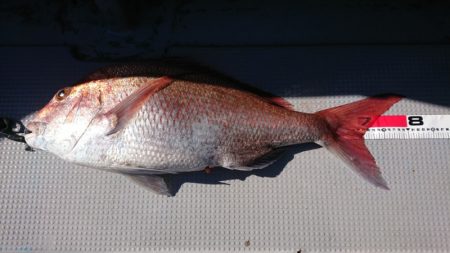 だて丸 釣果