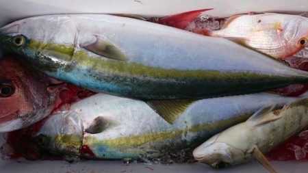 だて丸 釣果