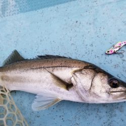 アマテラス 釣果