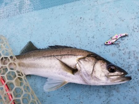 アマテラス 釣果