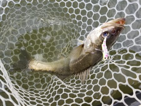 アマテラス 釣果