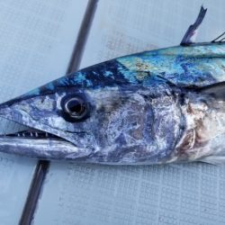 アマテラス 釣果