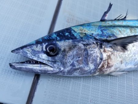 アマテラス 釣果