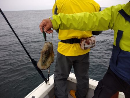 ひな丸 釣果