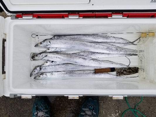 太刀魚祭り。