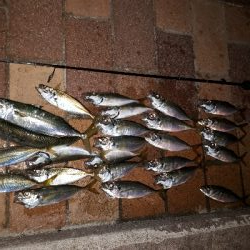 週の中日でも、釣りング！