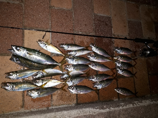 週の中日でも、釣りング！