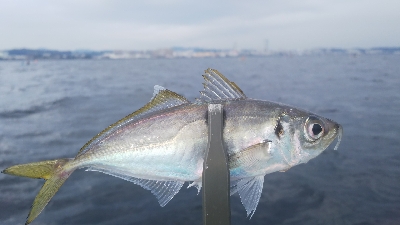 ボート釣りリベンジへ！