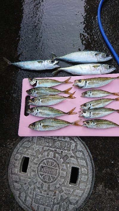 泳がせ釣りで大物狙い！