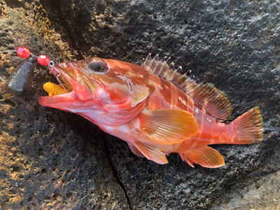 中之島、寺島ハードロック