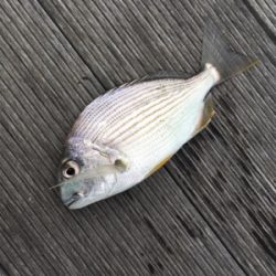 サビキ釣り