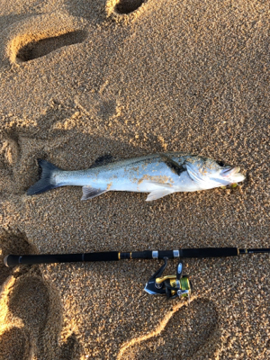 サーフシーバス 京都府 島陰 シーバス スズキ セイゴ 陸っぱり 釣り 魚釣り 釣果情報サイト カンパリ