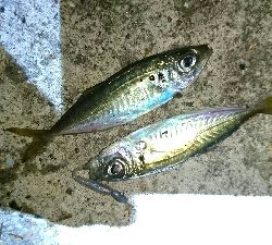 豆アジ釣れてます