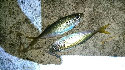 豆アジ釣れてます